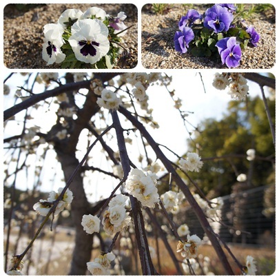 20120325 季節のお花