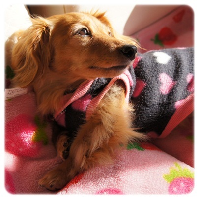 20120326 日向ぼっこ