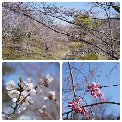 20120408 運動公園の桜(咲き始め)