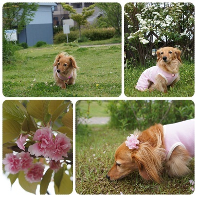 20120501 お散歩1