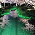 花見橋から　桜並木(曲水とカキツバタの若い芽）１