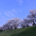 Photos: 満開の桜並木と青空