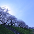 Photos: 桜並木　犀川河川敷