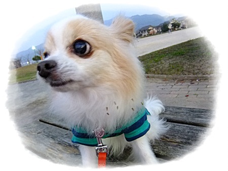 お土産