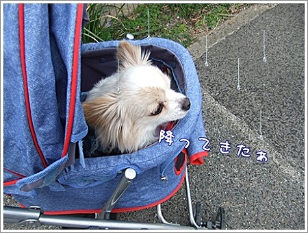 降ってきた