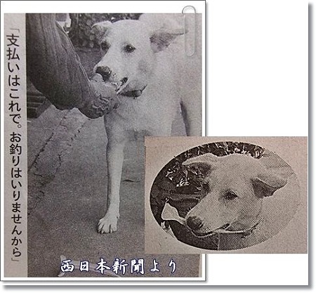 律儀なわんこ