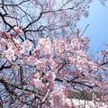 Photos: しだれ桜