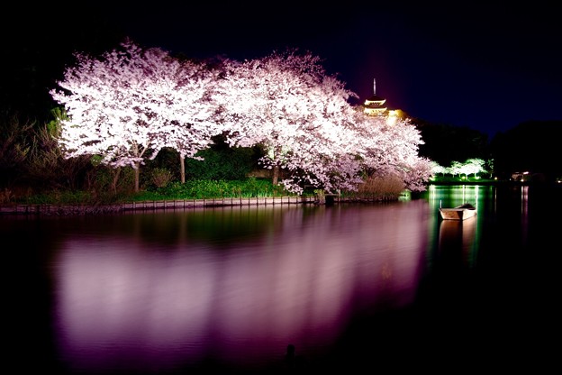 この日最後の静寂な夜桜。。横浜三渓園。。3月31日
