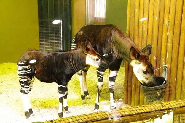 オカピーの子ども 母親にくっついて 笑 よこはま動物園ズーラシア5月25日生まれて 写真共有サイト フォト蔵