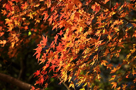 御栗栖神社の紅葉・6