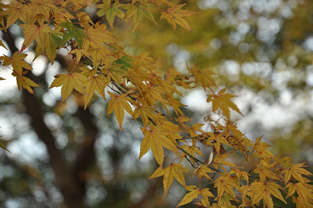 高取城跡の紅葉-1