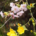 山吹と枝垂れ桜