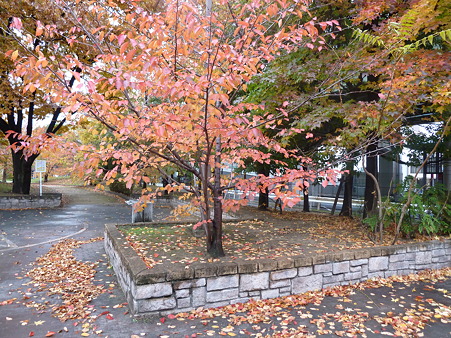 堺_紅葉 (1)
