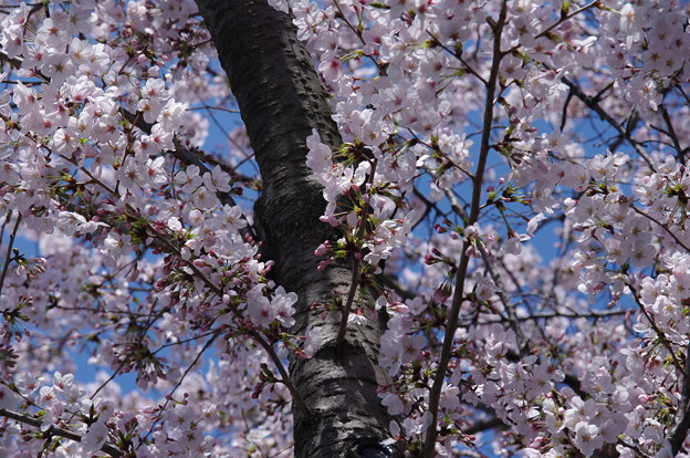 20150402_市役所前 (2)