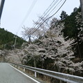 Photos: 峠の桜は見頃
