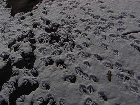 R0011271