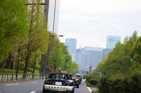 若葉の明るい緑の並木が眩しくも気持ちいい