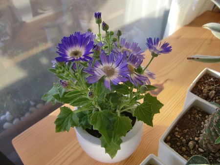 花1