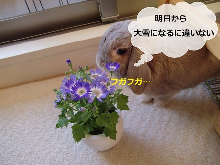 花2