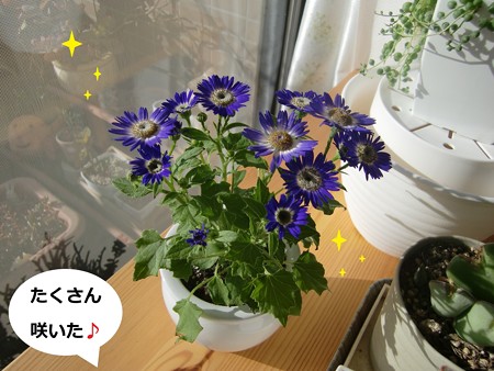 花1