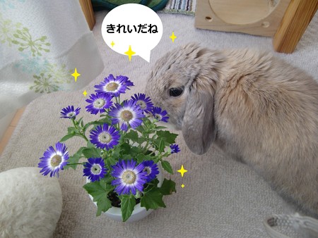 花3