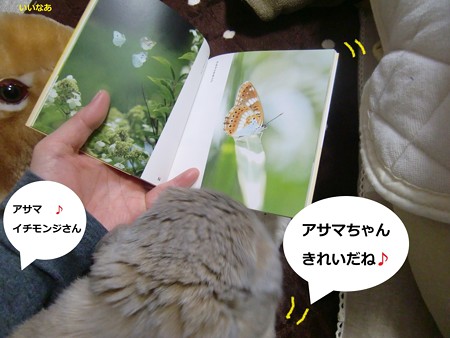 虫4