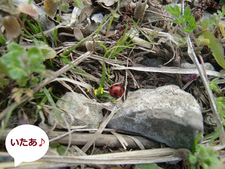 春4
