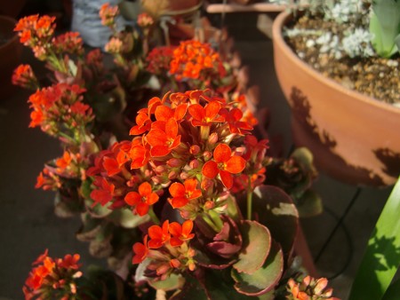 お花5