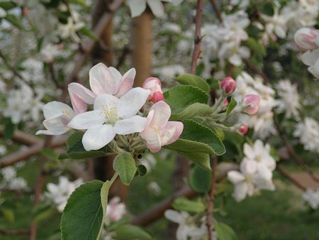27 GW 青森 リンゴの花