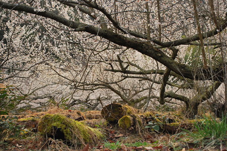 DSC_0020