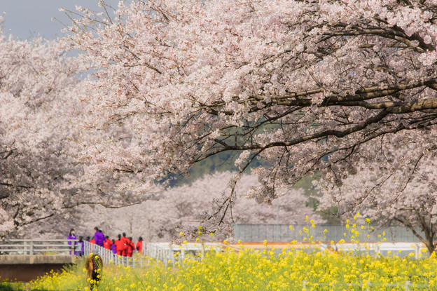 草場川の桜並木 写真共有サイト フォト蔵