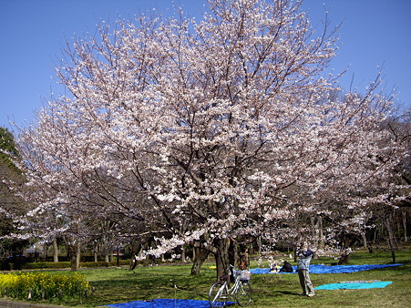 桜2012-2