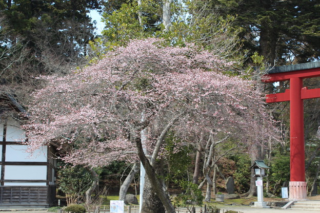 ２７．３．２１志波彦神社鳥居前の四季桜
