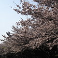 2009年　地元の桜