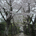 ●2015年『鎌倉桜写真集』