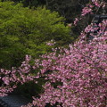 ●2015年『鎌倉春の花写真集』