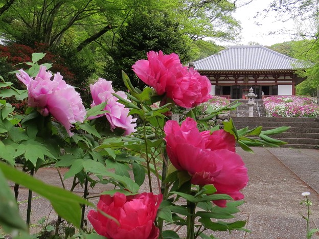 牡丹咲く花の寺