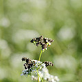 黒そばの花。2011