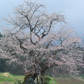 Photos: 尾所（おそ）の桜