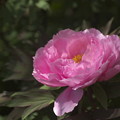 Photos: ピンク牡丹