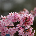 E57W9988_芝公園の桜