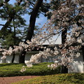E57W0246_北の丸出口横の桜