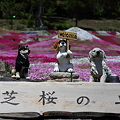 Photos: 芝桜の丘_11-06-17_0001