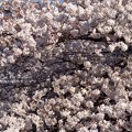 Photos: 桜の木の下にはね