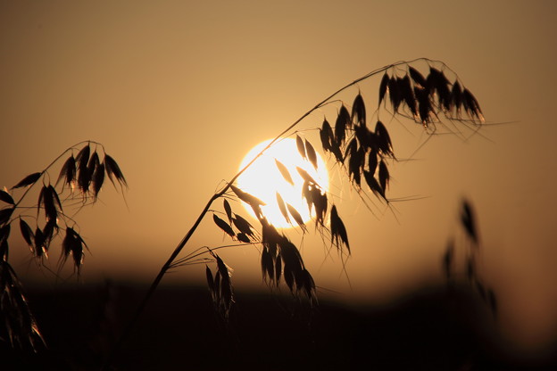 Photos: 夕陽と雑草