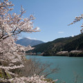 Photos: 市房ダム湖と桜