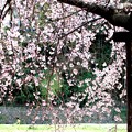 三春のしだれ桜(根分け桜）　清瀬市２
