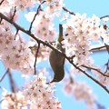枝垂れ桜のメジロ１