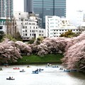 皇居お濠の桜風景