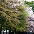 桜と若葉